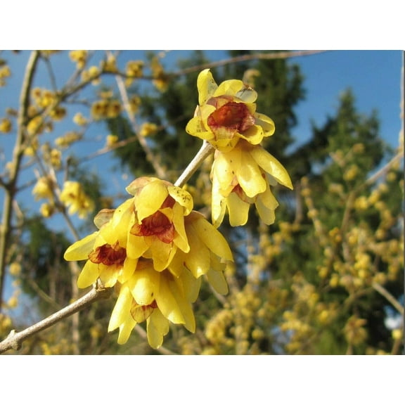 Wintersweet Chimonanthus praecox 10 Seeds - Ships from Iowa, USA