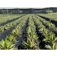 thumbnail image 3 of Nature's Way Farms Agave Quadricolor Variegated Outdoor Live Plant (12-16 in. Tall) in Grower Pot, 3 of 5