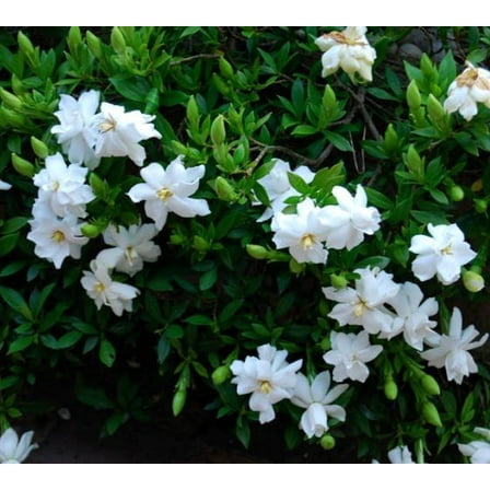 Radicans Dwarf Creeping Gardenia - Live Plant - ( 1 QT - Evergreen