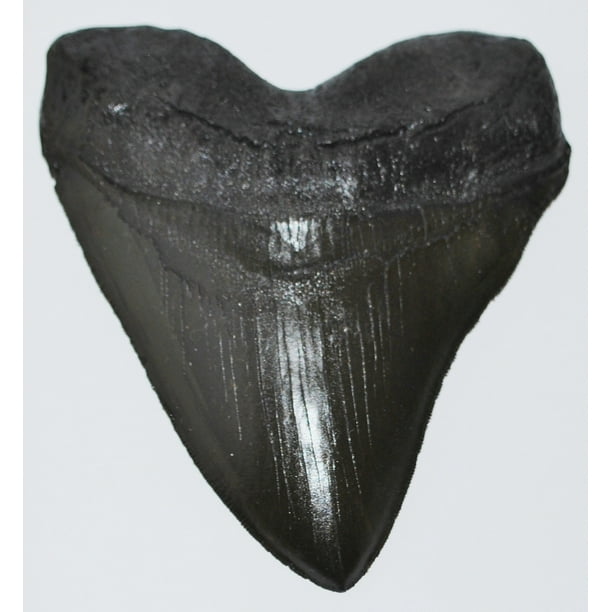 Florida Woman Finds Megalodon Tooth While Out Walking Her Dog