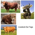 thumbnail image 3 of 100pack Cow Ear Tags, Heavy Duty Livestock Ear Tags for Cows, Pigs, Goats, Plastic Material, Weather Resistant, Animal Identification, Applicator Included, Livestock Management, 3 of 7