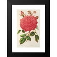 thumbnail image 2 of Charles Antoine Lemaire 13x18 Black Modern Framed Museum Art Print Titled - Rose (Ile-Bourbon) Var. Souvenir of the Malmaison with Pink Flowers (1854-1896), 2 of 5