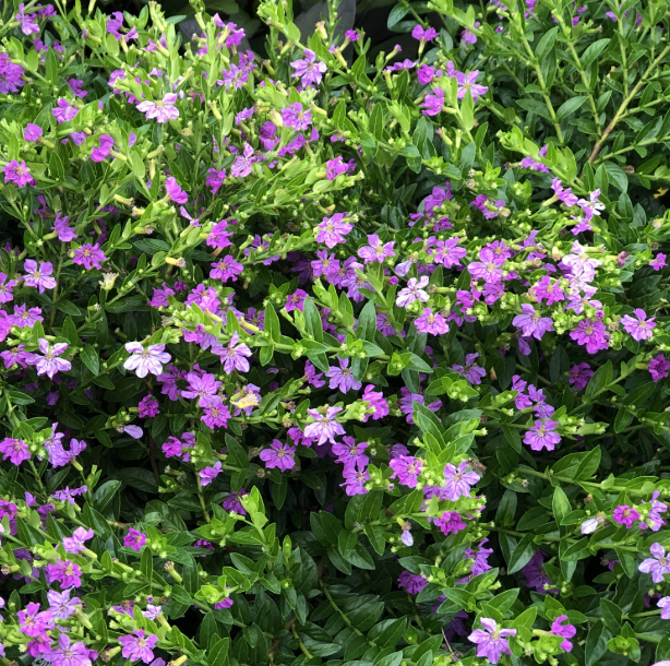 Set 2 Allyson Purple Cuphea Live Plants, Purple Flower Plants 4 to 6 Inc Tall for Indoor Outdoor