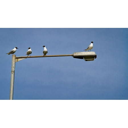 This alt value should not be empty if you assign primary image