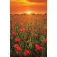 thumbnail image 2 of Podt, Martin 11x14 Black Ornate Wood Framed with Double Matting Museum Art Print Titled - Poppies at Sunset, 2 of 4