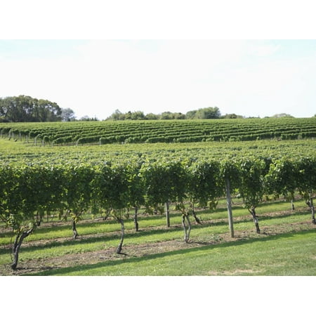 Vineyard of Winery, the Hamptons, Long Island, New York, United States of America, North America Print Wall Art By Wendy (Best Wineries North Fork Long Island)