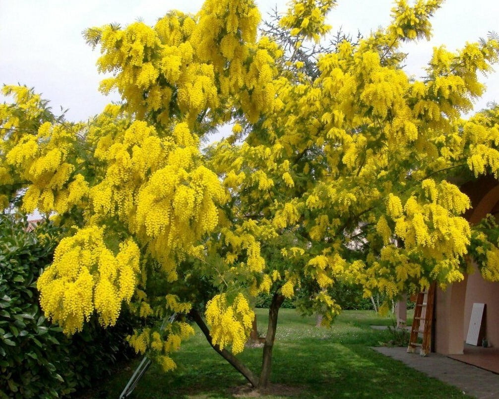 Acacia Dealbata Tree Live Plant 4-6" Tall  in Gal pot, Silver Wattle Mimosa Fragrant Bush Fast-growing, Ornamental Tree