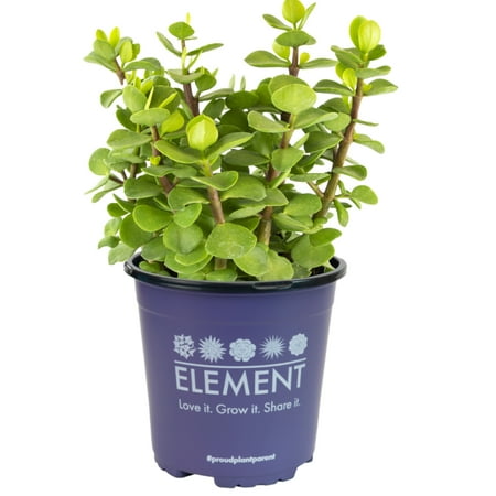 Altman Plants 18" Portulacaria Mammoth Live Plants Basket