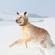 thumbnail image 3 of Gorro de punto para perro, pasamontañas de invierno con lindas orejas, adecuado para perros normales y grandes (aproximadamente de 30 a 50 kg), protege la cabeza de tu perro del frío invernal., 3 of 5