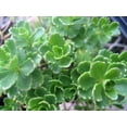 thumbnail image 2 of Little Evergreeen Sedum - Sedum immergrunchen - Perennial Groundcover - 3" Pot, 2 of 2