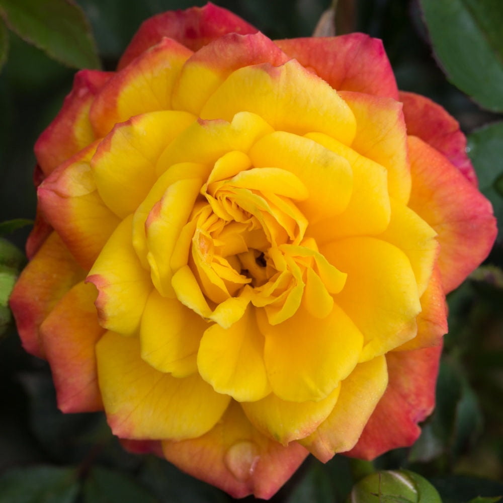 Rainbow Sunblaze® Miniature Rose Bush Fragrant/Hardy 2.5" Pot