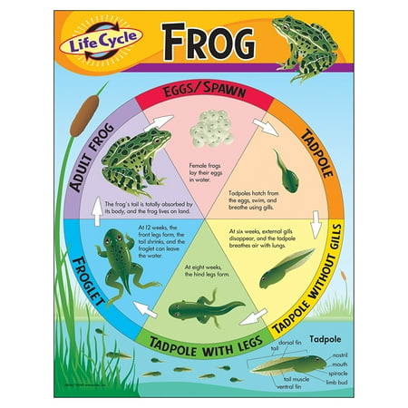 Life cycle of frog diagram