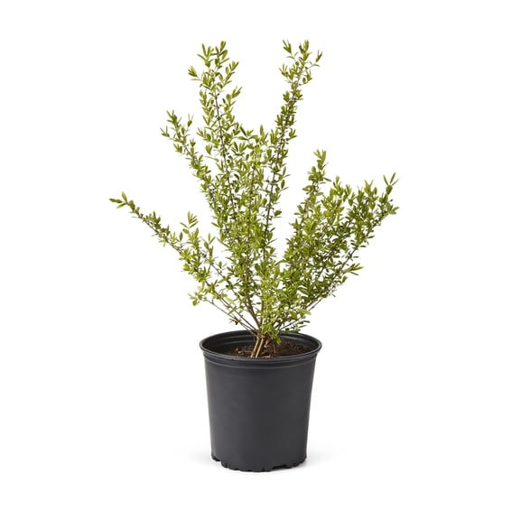 2 Gallon Amur Privet Dense Shrub