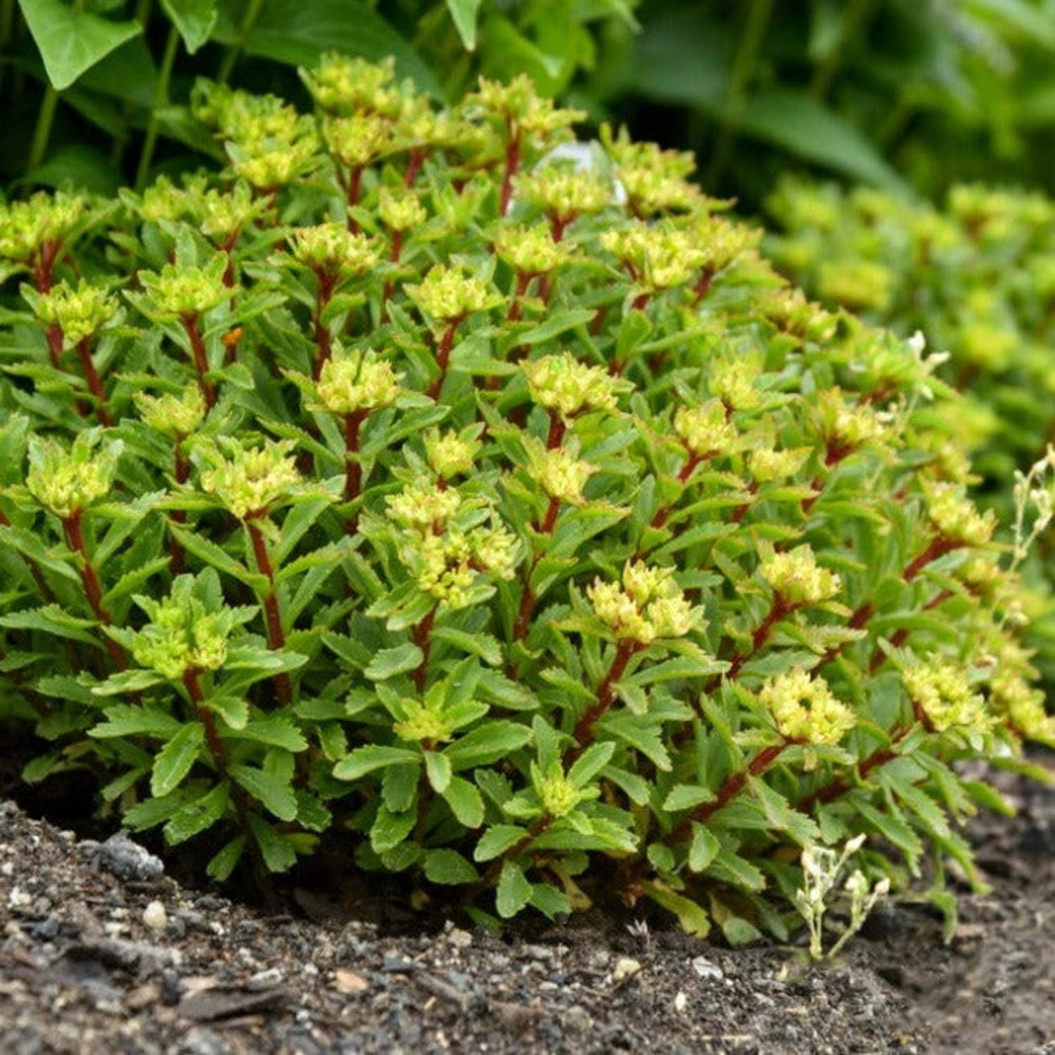 Proven Winners 6" Yellow Rock 'N Round 'Bright Idea' Stonecrop Live Plant in 6.5" Pot