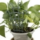 thumbnail image 4 of Matsuzay 12 pack/lote soporte resistente para el crecimiento saludable de las plantas soporte de escalada protección eficaz de las plantas Jardín y Patio, 4 of 6