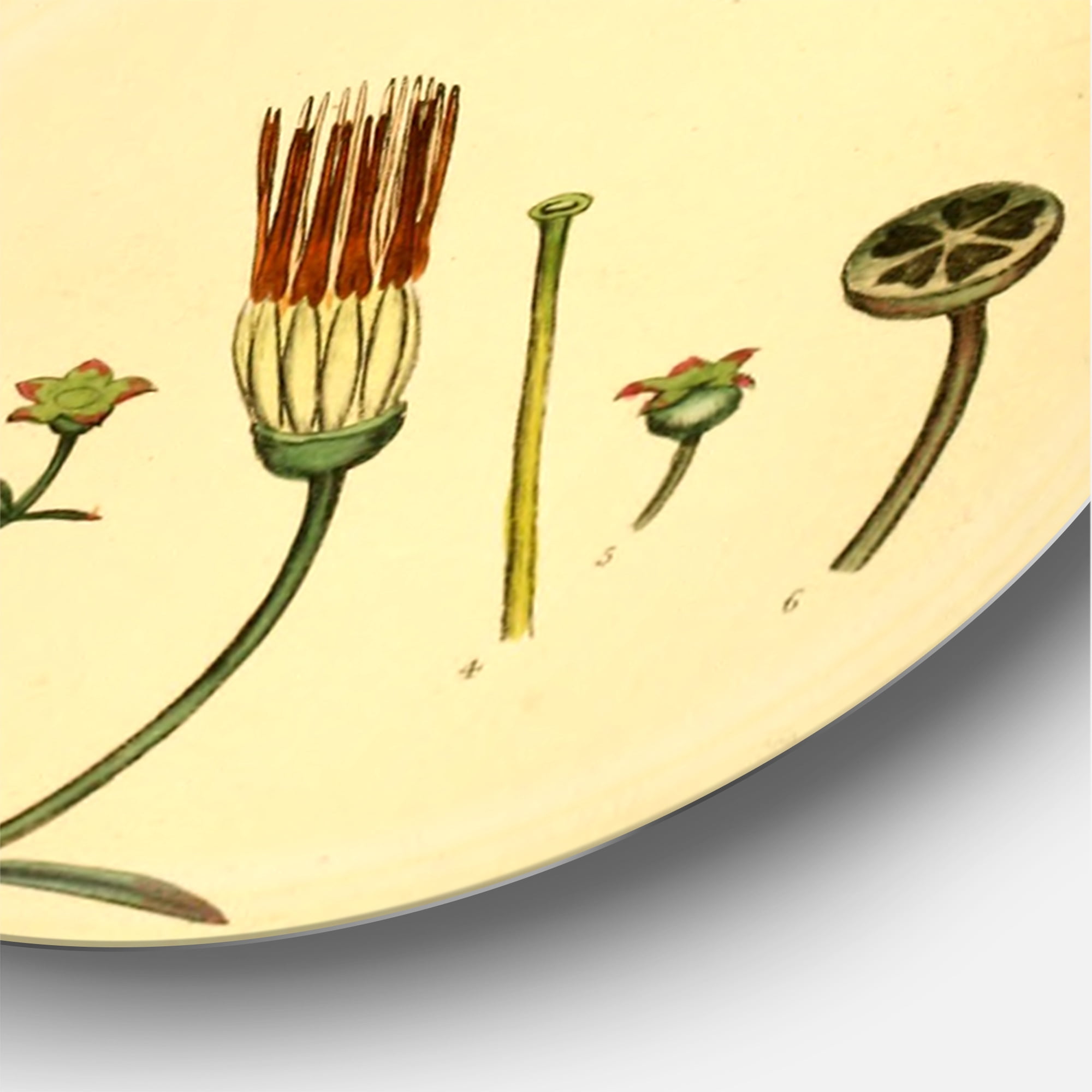 Designart 'Ancient Plant Life V' Traditional Circle Metal Wall Art 29x29 - Disc of 29