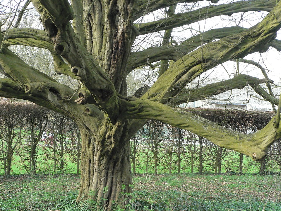 Wood Branches Trunk Nature Spring Beech Tree12 Inch By 18 Inch