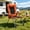 Orange, variant on Camping Chair, 5-Position Adjustable Recliner with Side Pocket, Heavy Duty Portable Folding Chair for Outdoor Beach Patio, Khaki
