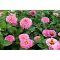thumbnail image 7 of 250 LUMINOSA PINK ZINNIA Elegans Flower Seeds, 7 of 7