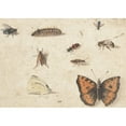 thumbnail image 3 of Jan Van Kessel The Elder 18x14 Black Modern Framed Museum Art Print Titled - Sheet of Studies of Nine Insects (C. 1653 - C. 1661), 3 of 5