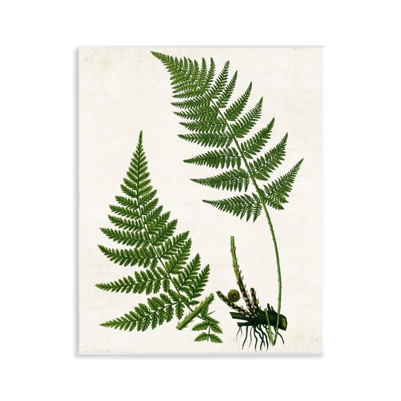 Stupell Industries Two Ferns Nature Study Plants & Flowers Painting Unframed Art Print Wall Art, 11 x 14