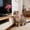 Pink, variant on Interactive Cat Entertainment Wand with Adjustable Collar Attachment for Indoor Exercise and Interactive Play