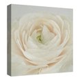 thumbnail image 4 of Masterpiece Art Gallery Blushing Bride II Ranunculus By Rebecca Swansong Canvas Art Print20" x 20", 4 of 4
