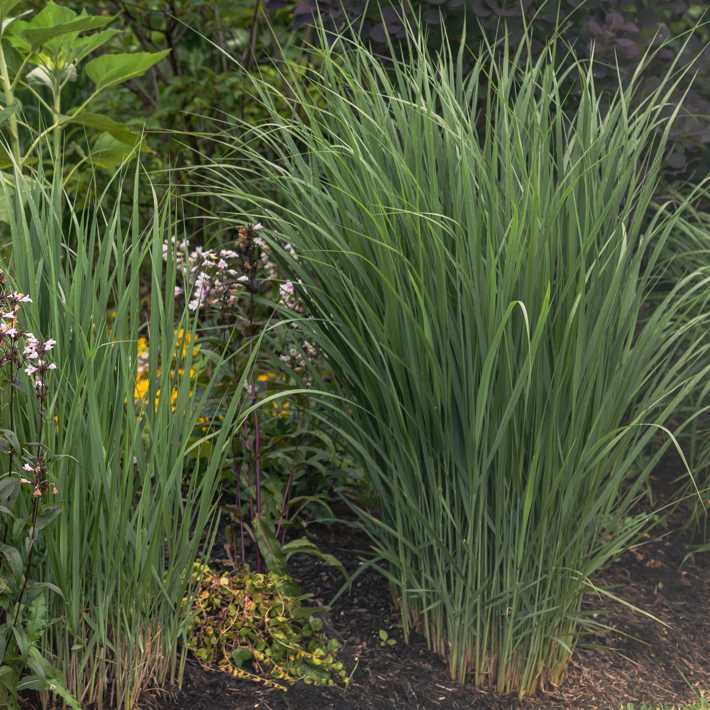 National Plant Network 4 in. Panicum Heavy Metal Grass (3-Pack)