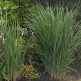 thumbnail image 2 of National Plant Network 4 in. Panicum Heavy Metal Grass (3-Pack), 2 of 10