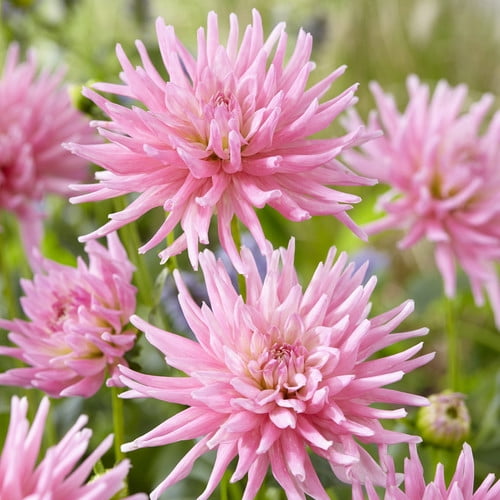 Van Zyverden Dahlias Mother's Day Pink Set of 7 Bulbs