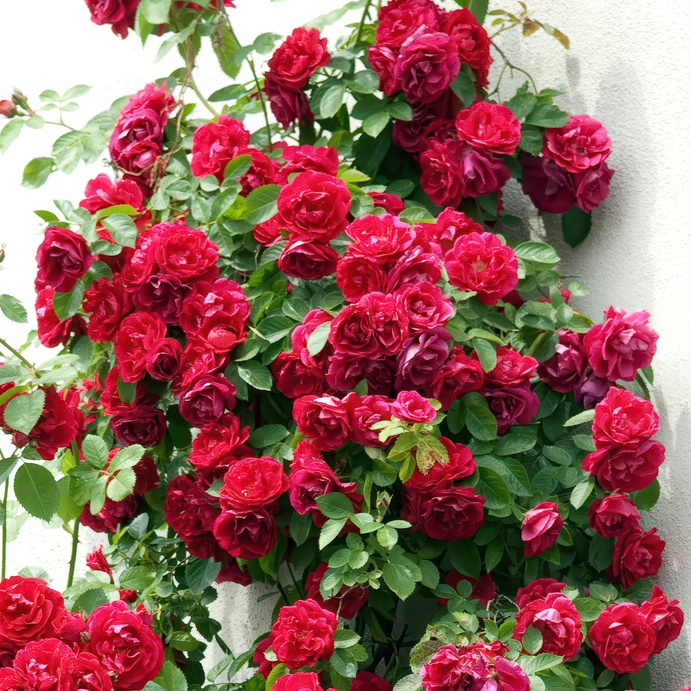 National Plant Network Bare Root Rose Climbing Blaze with Red Flowers (5-pack)