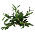 thumbnail image 6 of Mainstays 18"H Artificial Olive Plant in 3.3"H Terra Cotta Planter, 6 of 6