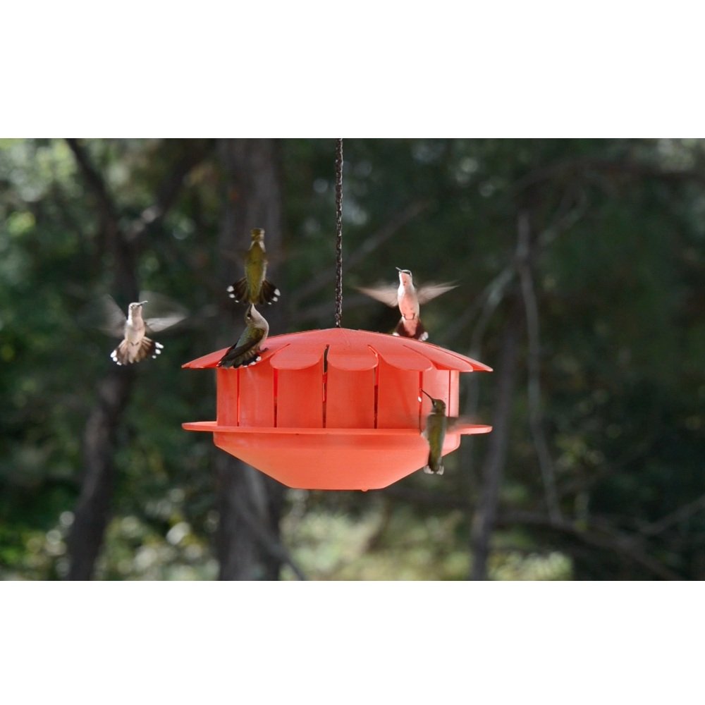 10" Red Flower Shaped HummBug Hummingbird Protein Feeder