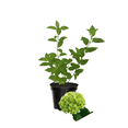 thumbnail image 6 of Compact Limelight Hydrangea Plant, Hydrangea Dormant Tree from 8 to 10 Inches in Height, Quart Pot for Planting, 6 of 6