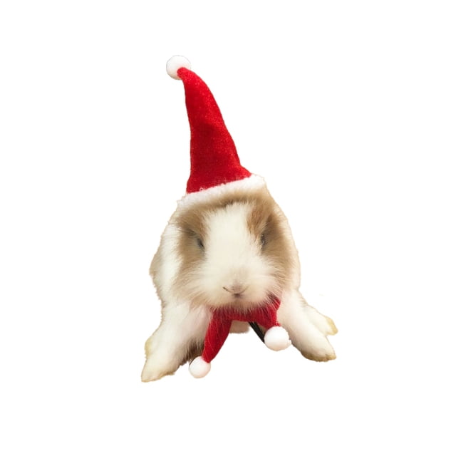 Greeniant Mascotas conejos liebre cerdo hurón gorro de Navidad divertido disfraz hámster silenciador ropa otoño vestir accesorios de maquillaje Memoriales de mascotas Greeniant PT004583-01