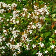 Brighter Blooms - Snow White Indian Hawthorn Shrub, 3 gal - No Shipping to AK, AZ, HI