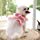 thumbnail image 2 of Juego de arnés y correa para perro, linda falda de encaje floral para gatos, perros pequeños, cachorros JAMW Sencillez, 2 of 5