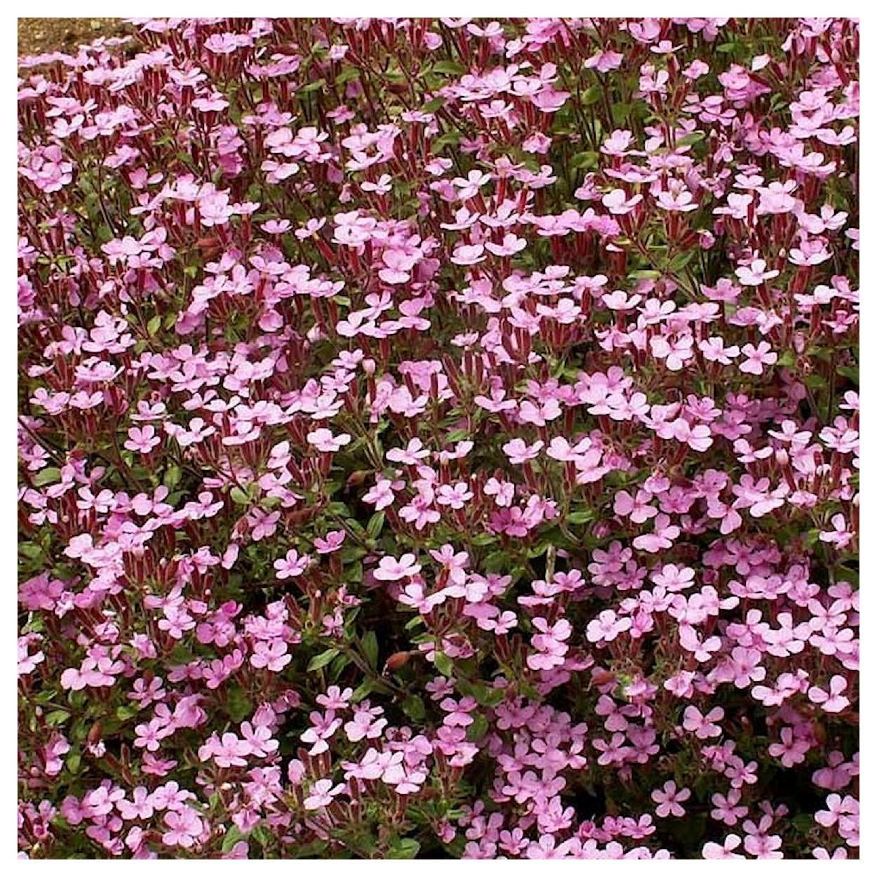 Everwilde Farms - 1/4 lb Soapwort Garden Flower Seeds - Gold Vault Bulk Seed Packet
