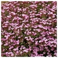 thumbnail image 2 of Everwilde Farms - 1/4 lb Soapwort Garden Flower Seeds - Gold Vault Bulk Seed Packet, 2 of 3