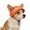 Orange, variant on Cute UV-Protective Sun Hat for Dogs and Cats - Breathable Mesh with Bowknot for Outdoor Fun