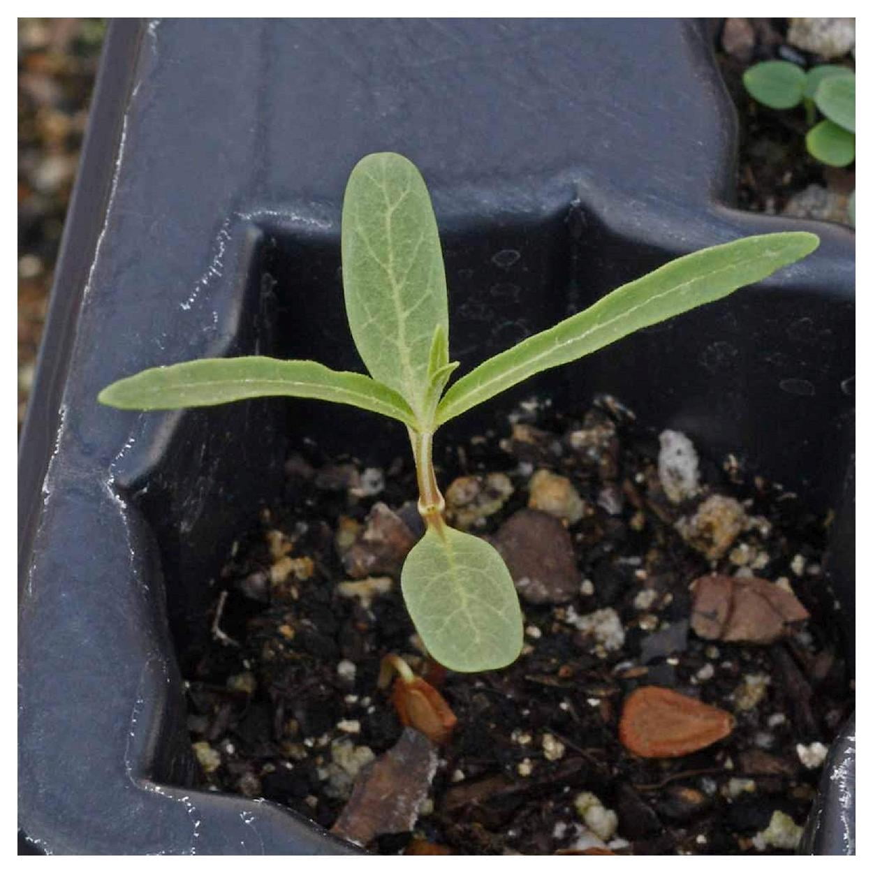 Everwilde Farms - 1 lb Showy Milkweed Native Wildflower Seeds - Gold Vault Bulk Seed Packet