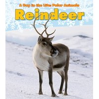 Reindeer