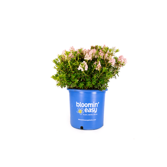 1 Gallon Bloombux® Blush