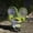 A, variant on Sheghy Household Items Solar Garden Outdoor Statues, Statues Funny Home Decor, Garden Sculptures & Statues Solar Lamp,Garden Decorations For Patio,Yard, Porch, Ornament,Summertime for Less