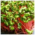 thumbnail image 3 of Everwilde Farms - 1 oz Easter Egg Radish Seeds - Gold Vault Bulk Seed Packet, 3 of 3