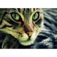 thumbnail image 1 of Taladro diamante pintura (DE2911) 5D DIY completo gato Animal punto de cruz bordado Kits 45x60cm FLhrweasw Nuevo, 1 of 1