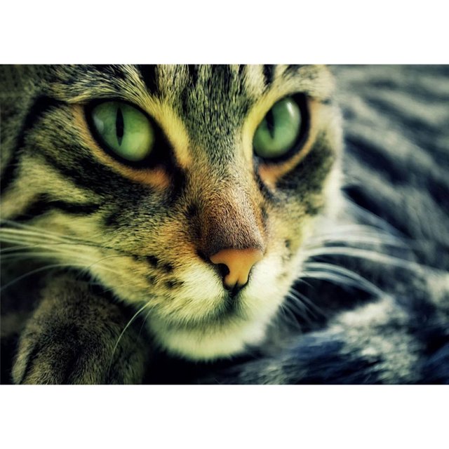 Taladro diamante pintura (DE2911) 5D DIY completo gato Animal punto de cruz bordado Kits 45x60cm FLhrweasw Nuevo