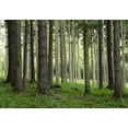 thumbnail image 2 of Wall26 - Tree Trunks in a Beautiful Green Forest - Landscape - Wall Mural, Removable Sticker, Home Decor - 100x144 inches, 2 of 5