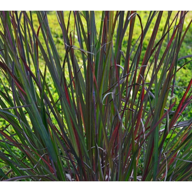 Red October Big Bluestem Grass Plant Andropogon Live Plant Gallon