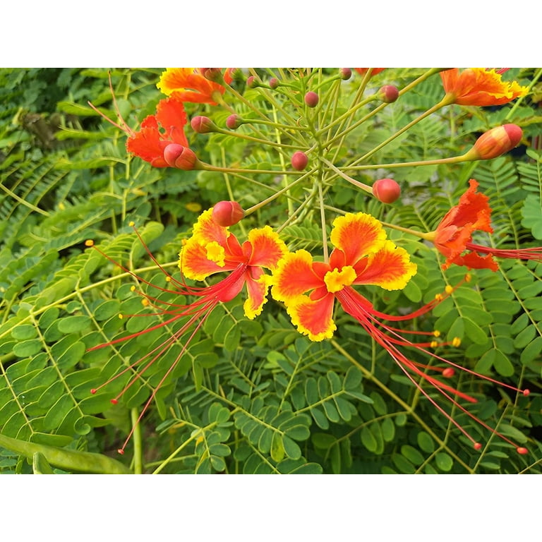 tiny potted plants Bulk Tomato Seeds